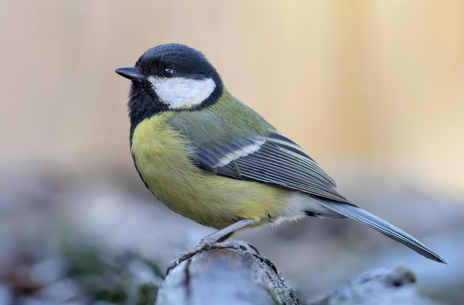 adulto femmina grande tetta - parus maggiore - arroccato su superiore di di spessore vecchio ramo nel noioso grigio tempo metereologico con pulito sfondo foto