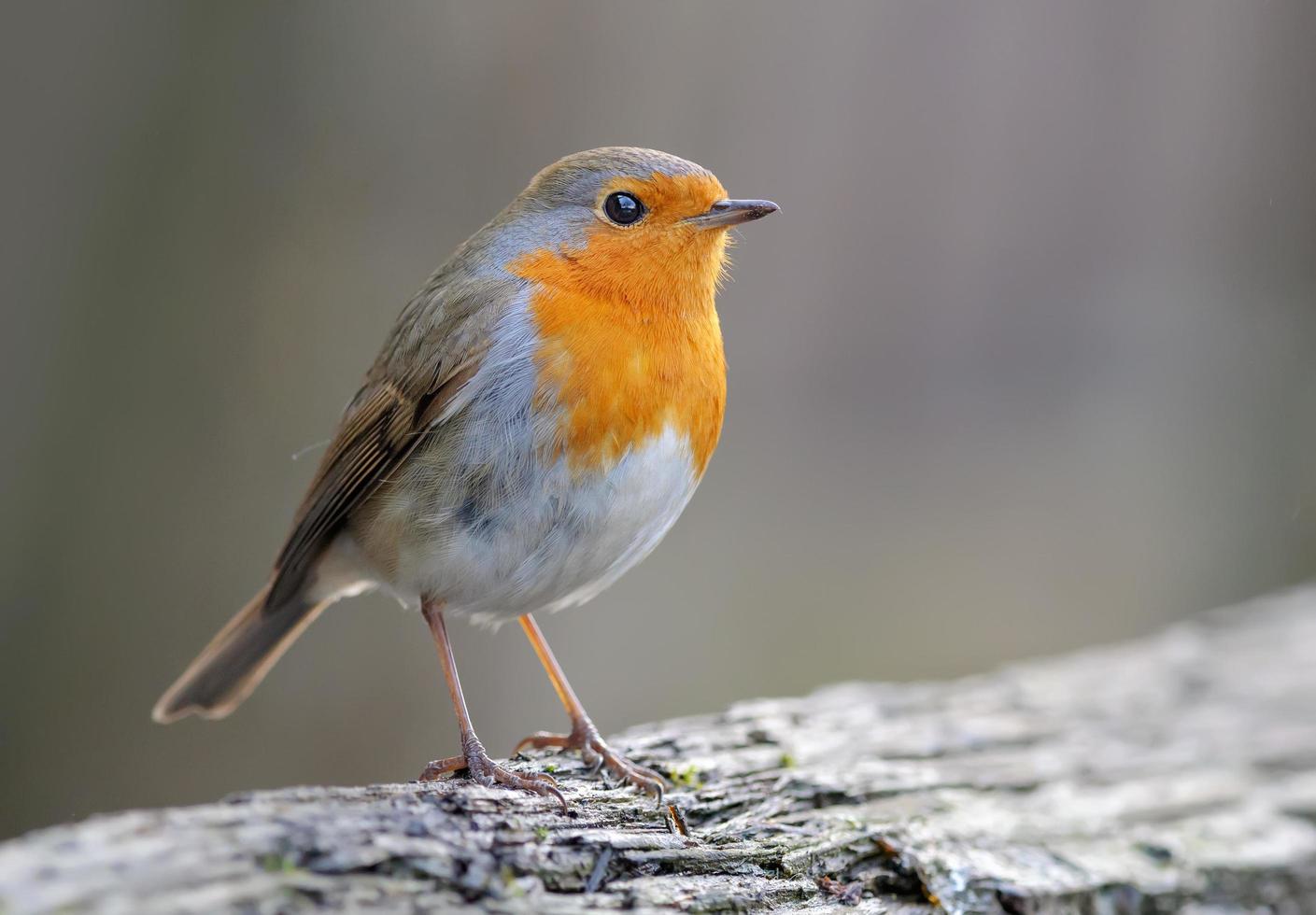 adulto europeo pettirosso erithacus rubecula sta su un' asciutto albero log nel offuscare leggero foto