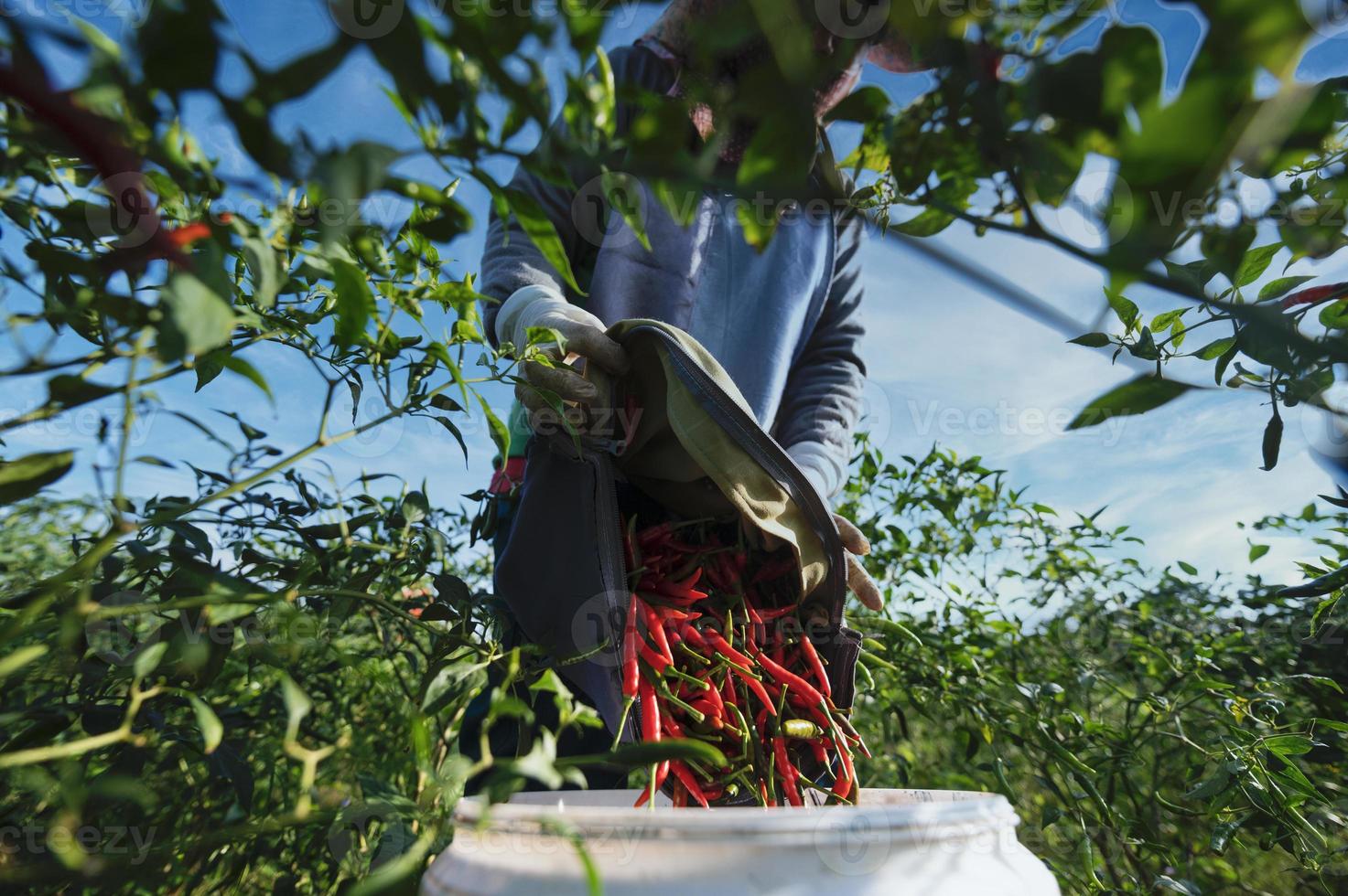 rosso Pepe agricoltura raccolta rosso peperoni nel un asiatico agricolo chili azienda agricola. foto