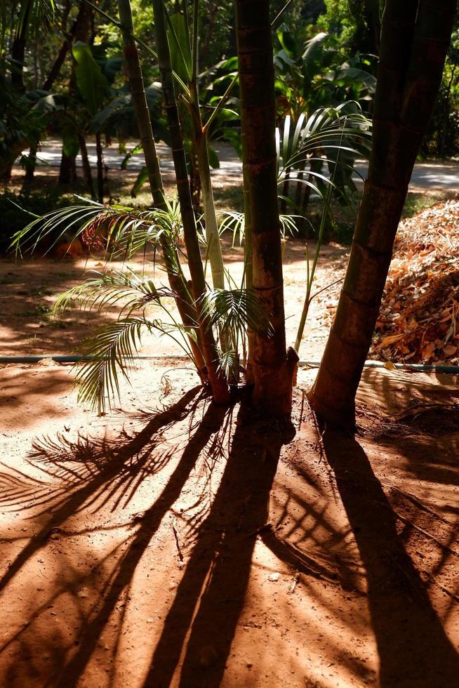 ombra di palma alberi a il giardino foto