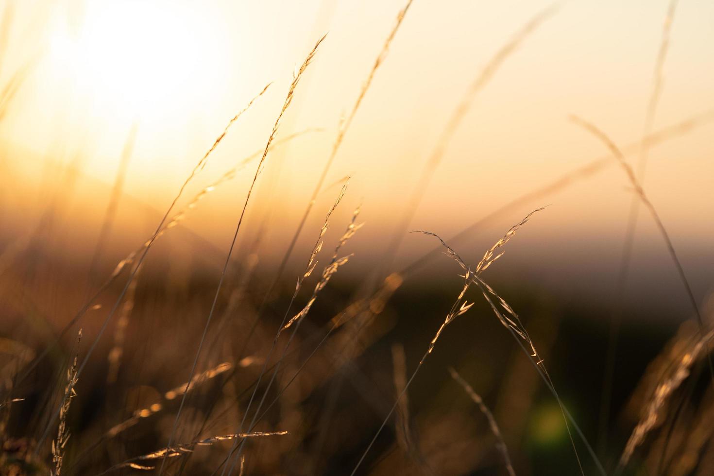 d'oro luce del sole attraverso Grano i campi estremo macro avvicinamento bellissimo estate giorno foto