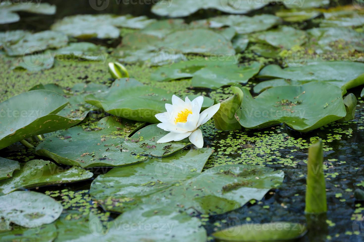 bianca loto fiore con giallo polline su acqua superficie foto