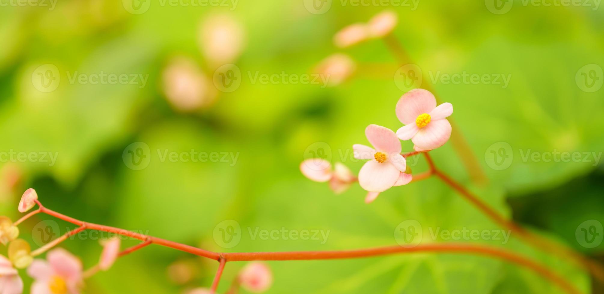 avvicinamento di rosa viola fiore sotto luce del sole con verde foglia natura sfondo con copia spazio utilizzando come sfondo naturale impianti paesaggio, ecologia sfondo copertina pagina concetto. foto