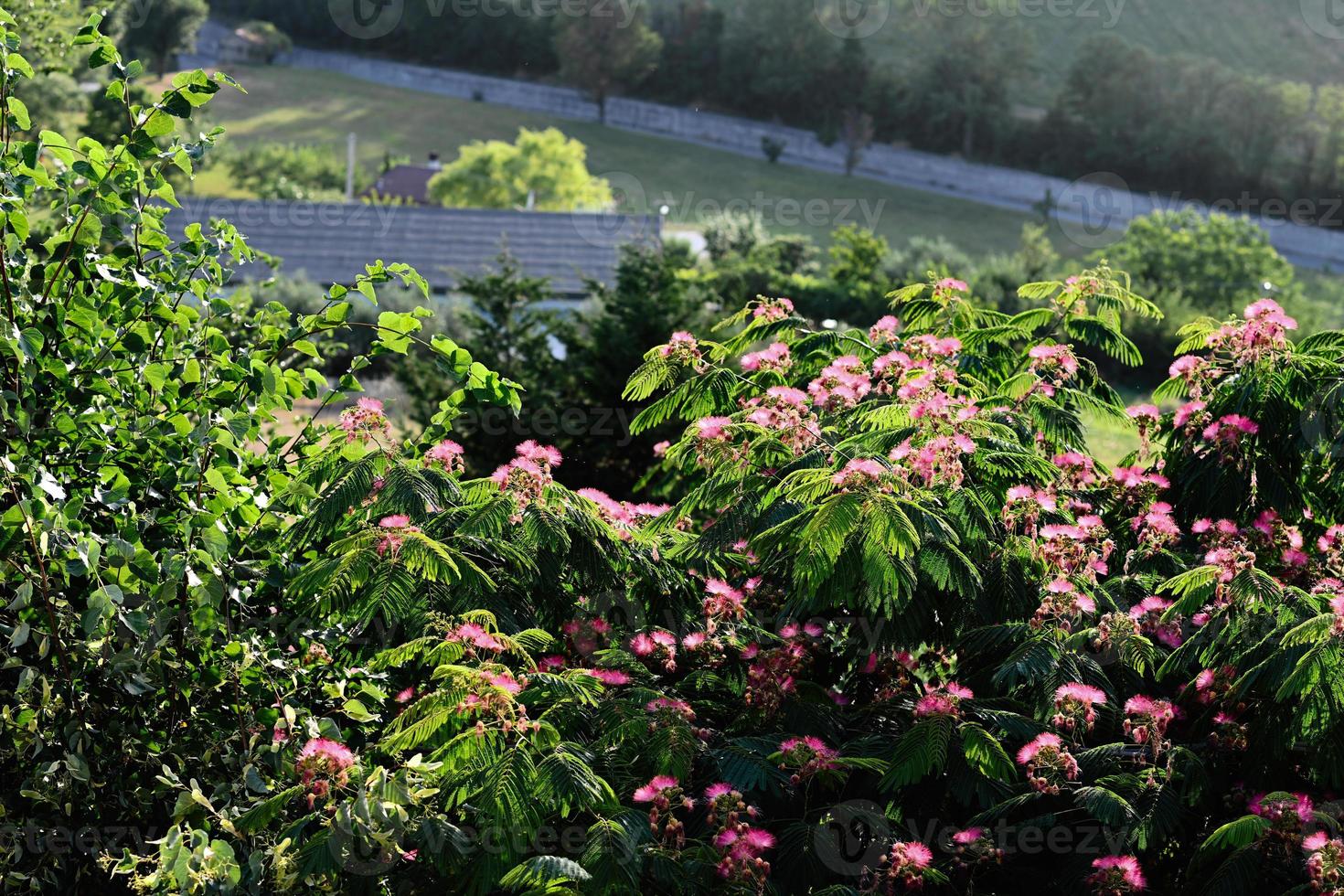 Albizia è un' specie di albero nel il genere Albizia di il legume famiglia favole. foto