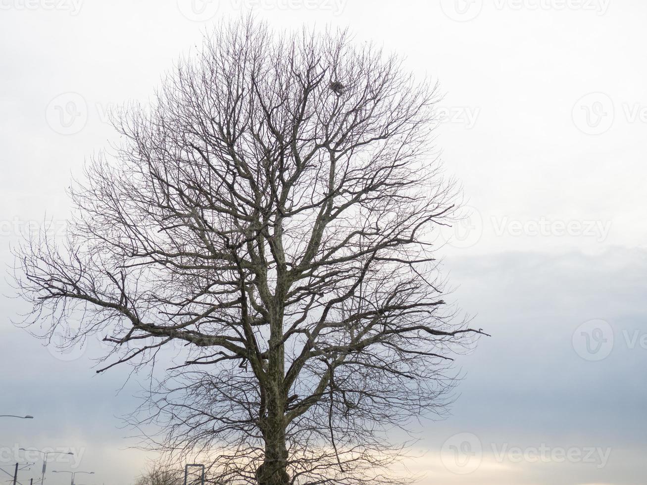 albero su il spiaggia. meridionale albero specie. solitario pianta. natura e città. nido foto