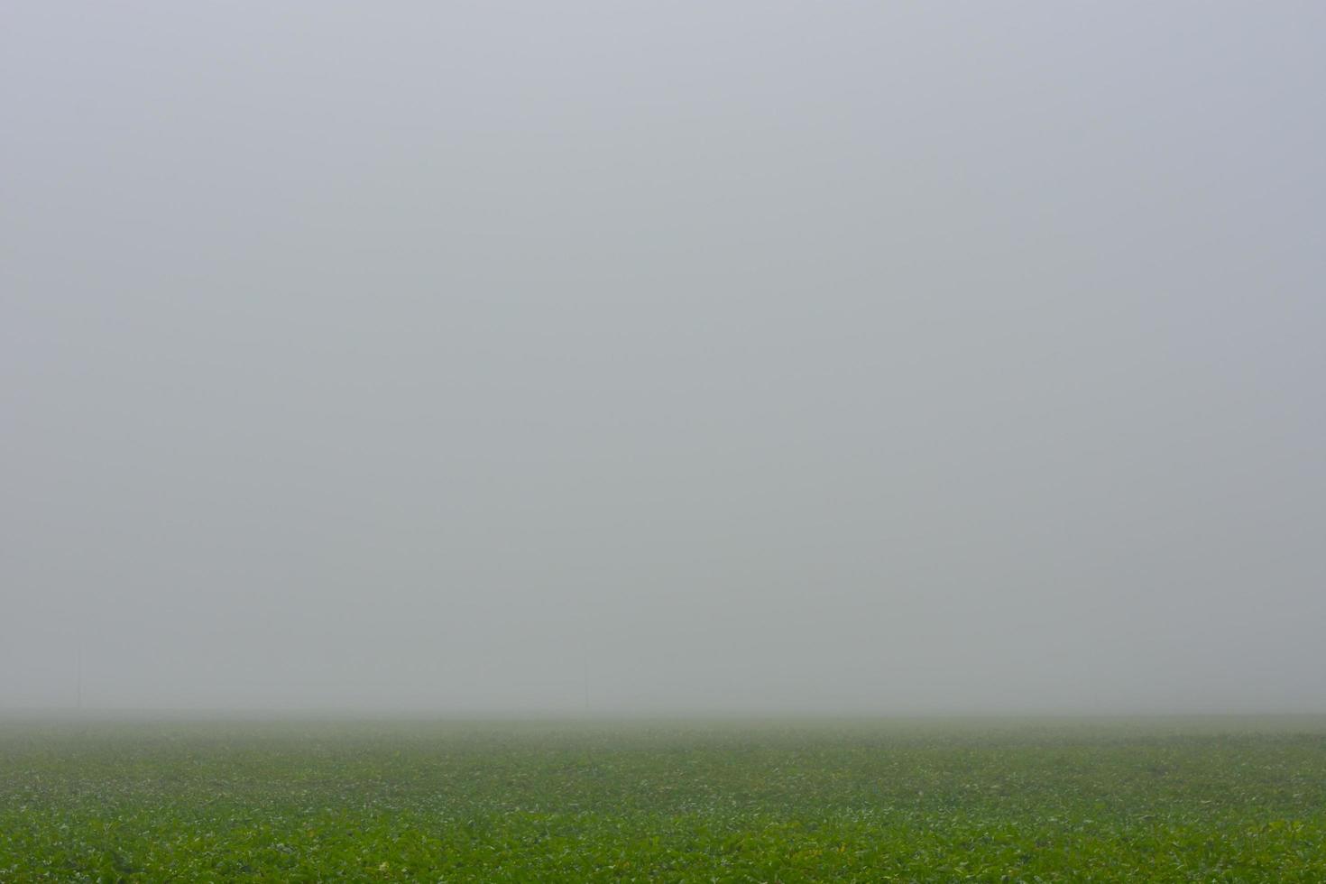 denso grigio nebbia al di sopra di un' verde campo nel il natura foto