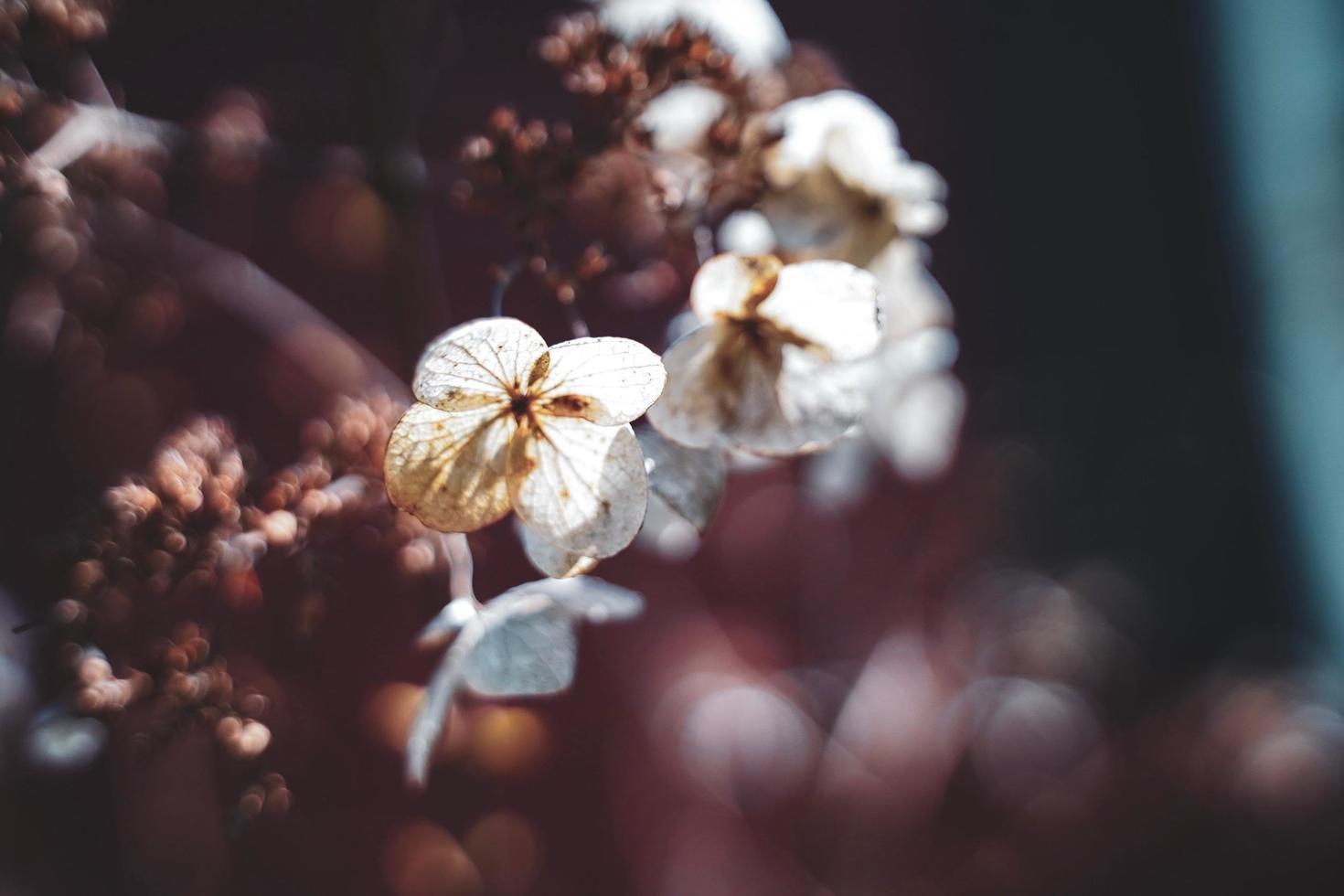 un' secco fiore albero nel inverno, avvicinamento di bianca fiori, asciutto floreale sfondo foto