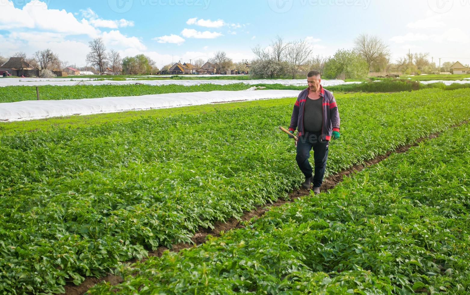 un' contadino passeggiate attraverso un' Patata piantagione campo dopo rimozione spunbond agrofibra. apertura di giovane patate impianti come esso riscalda. serra effetto per cura e protezione. indurimento di impianti foto