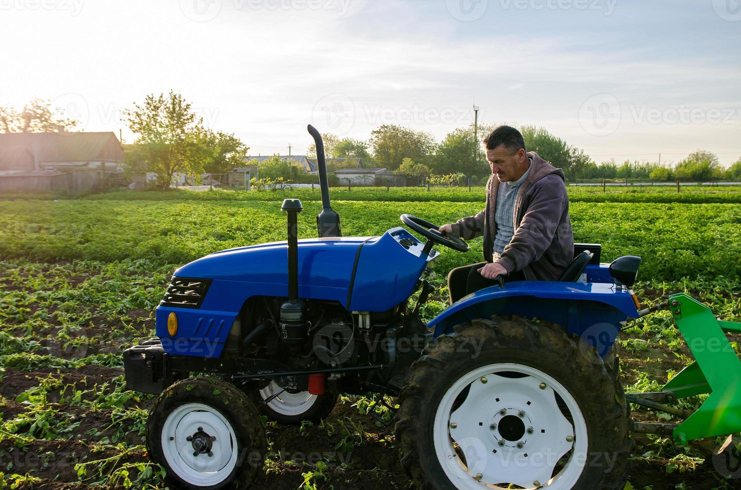 il contadino lavori nel il campo con un' trattore. raccolta patate. raccogliere primo patate nel presto primavera. agricoltura e terreno agricolo. agro industria e agroalimentare. supporto per aziende agricole foto