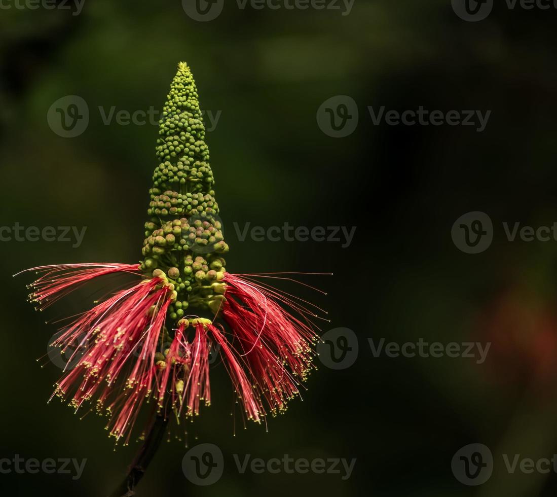 un' cremisi bottlebrush . singolo presto fioritura . verticale . vicino su foto