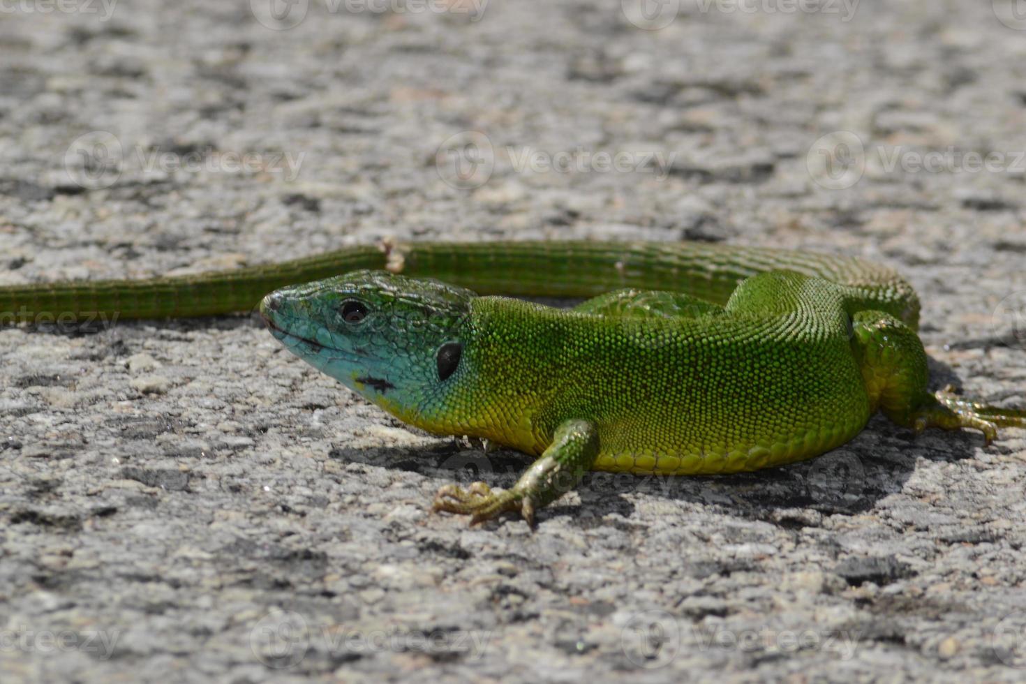 maschio verde lucertola con blu testa foto