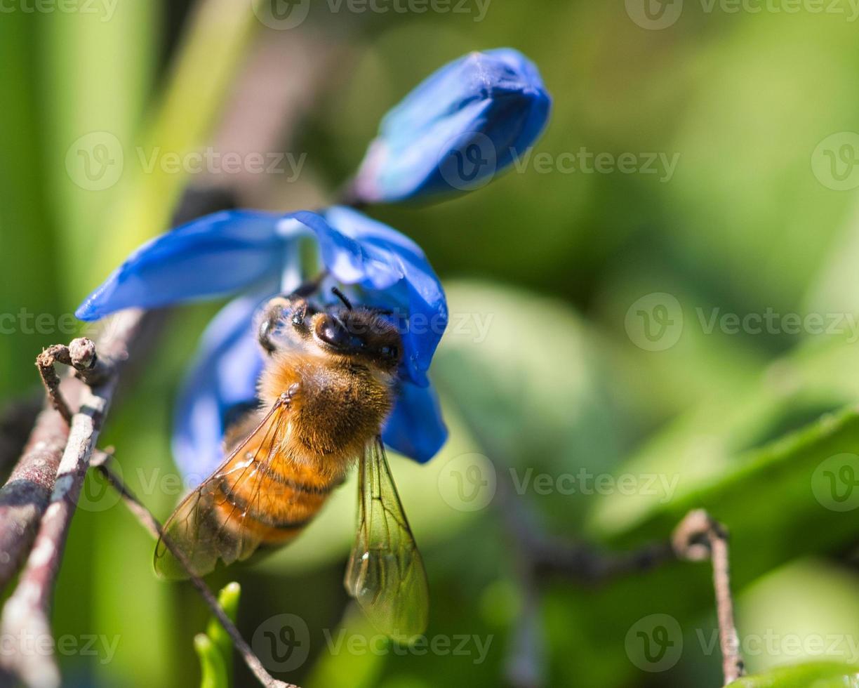 miele ape raccolta polline su un' blu fiore. insetto a opera. animale foto
