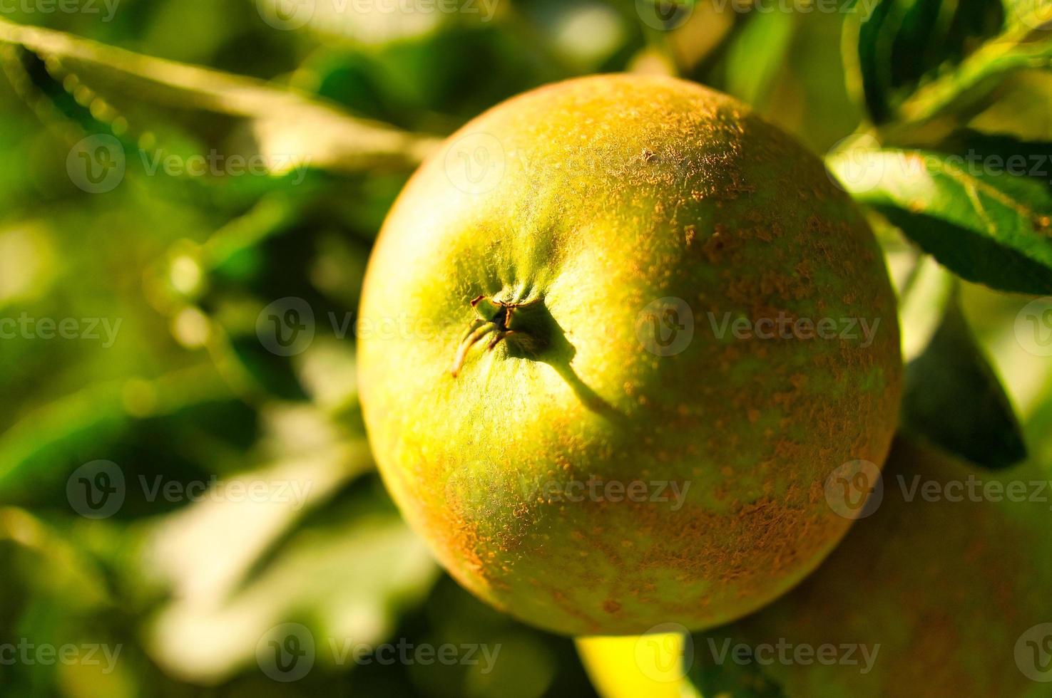 Mela su il ramo. frutta si blocca su il albero. frutta ricco nel vitamine. cibo foto