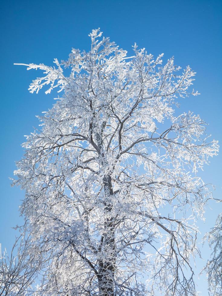 deciduo albero coperto con brina. foto