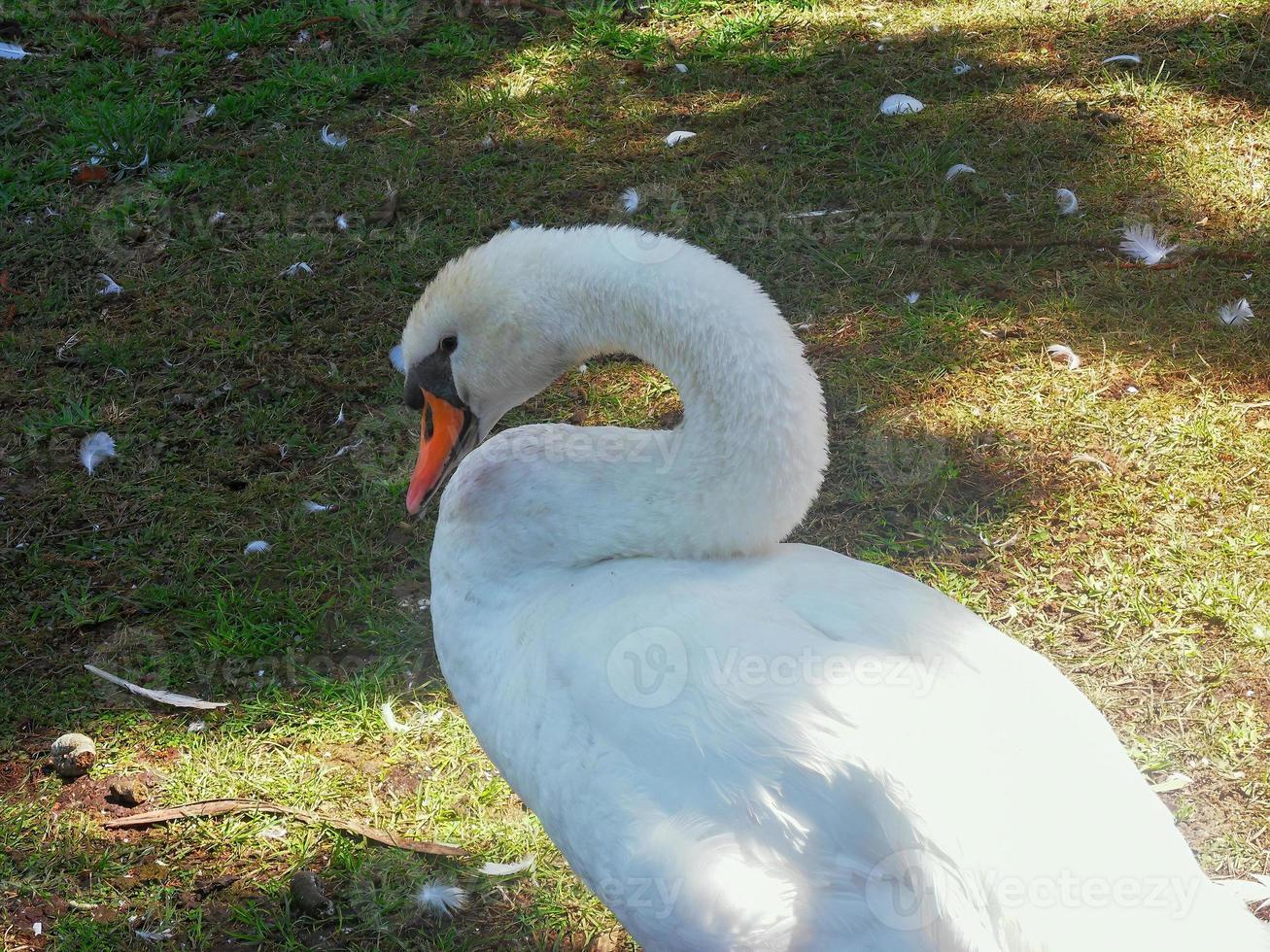 bianca cigno vicino su nel un' giardino foto