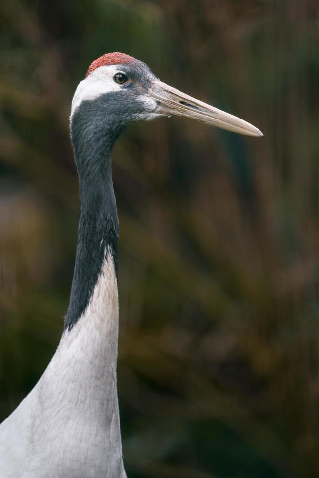 gru coronata rossa foto