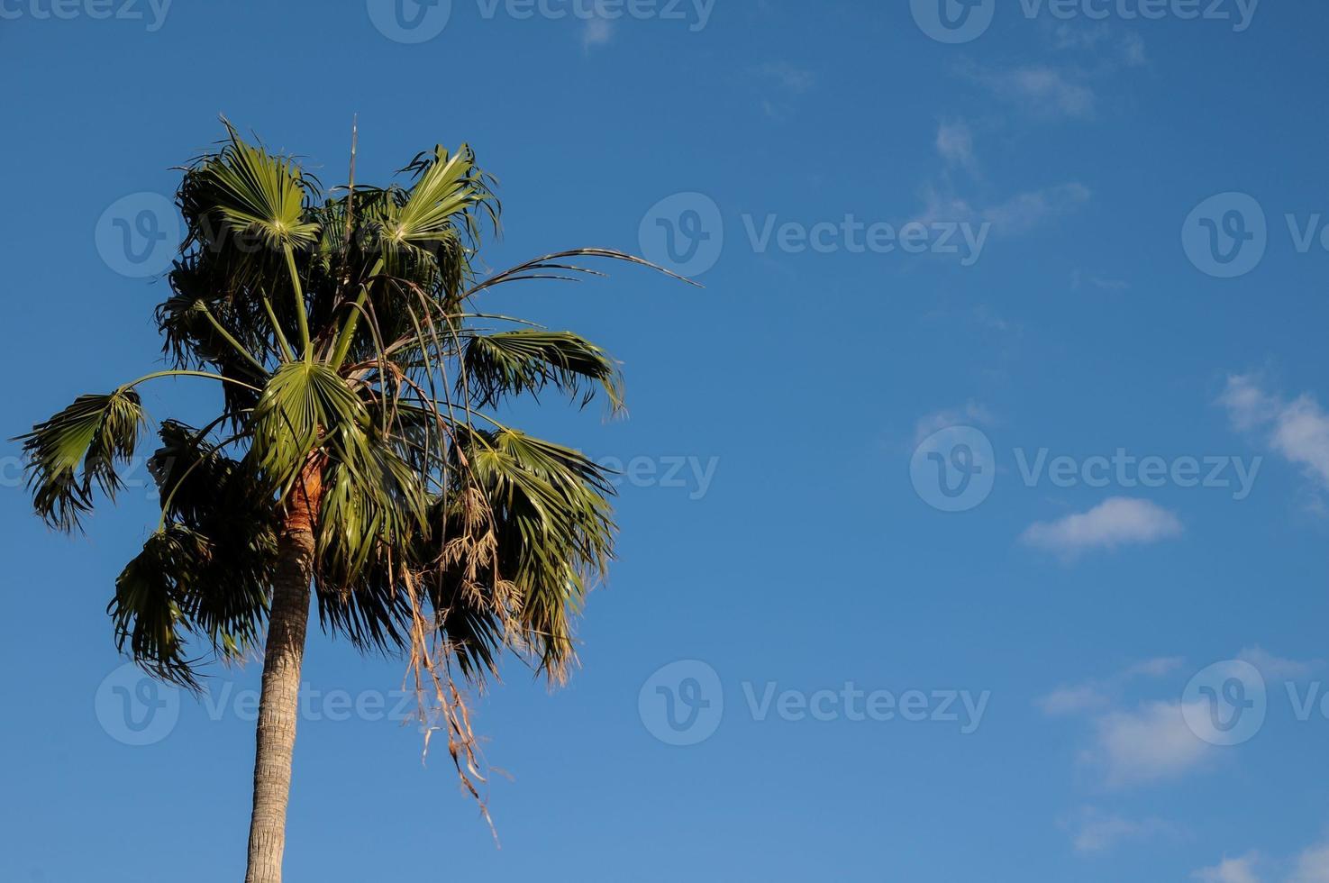 palma albero soffiaggio nel il vento foto