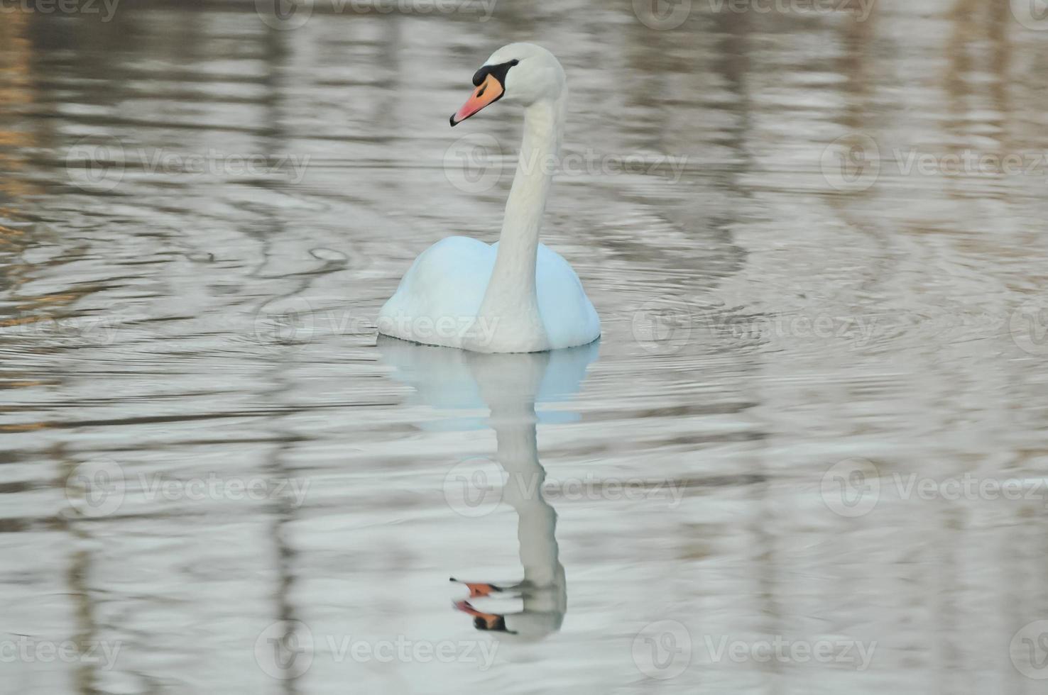 cigno sul lago foto