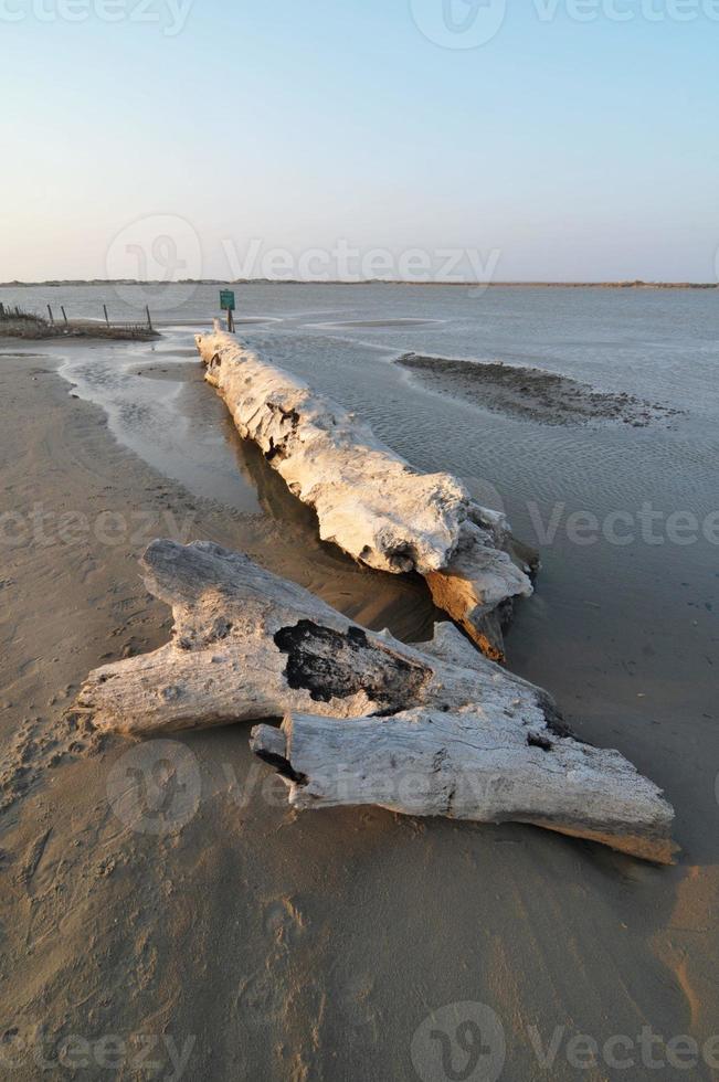 legno in spiaggia in camargue foto