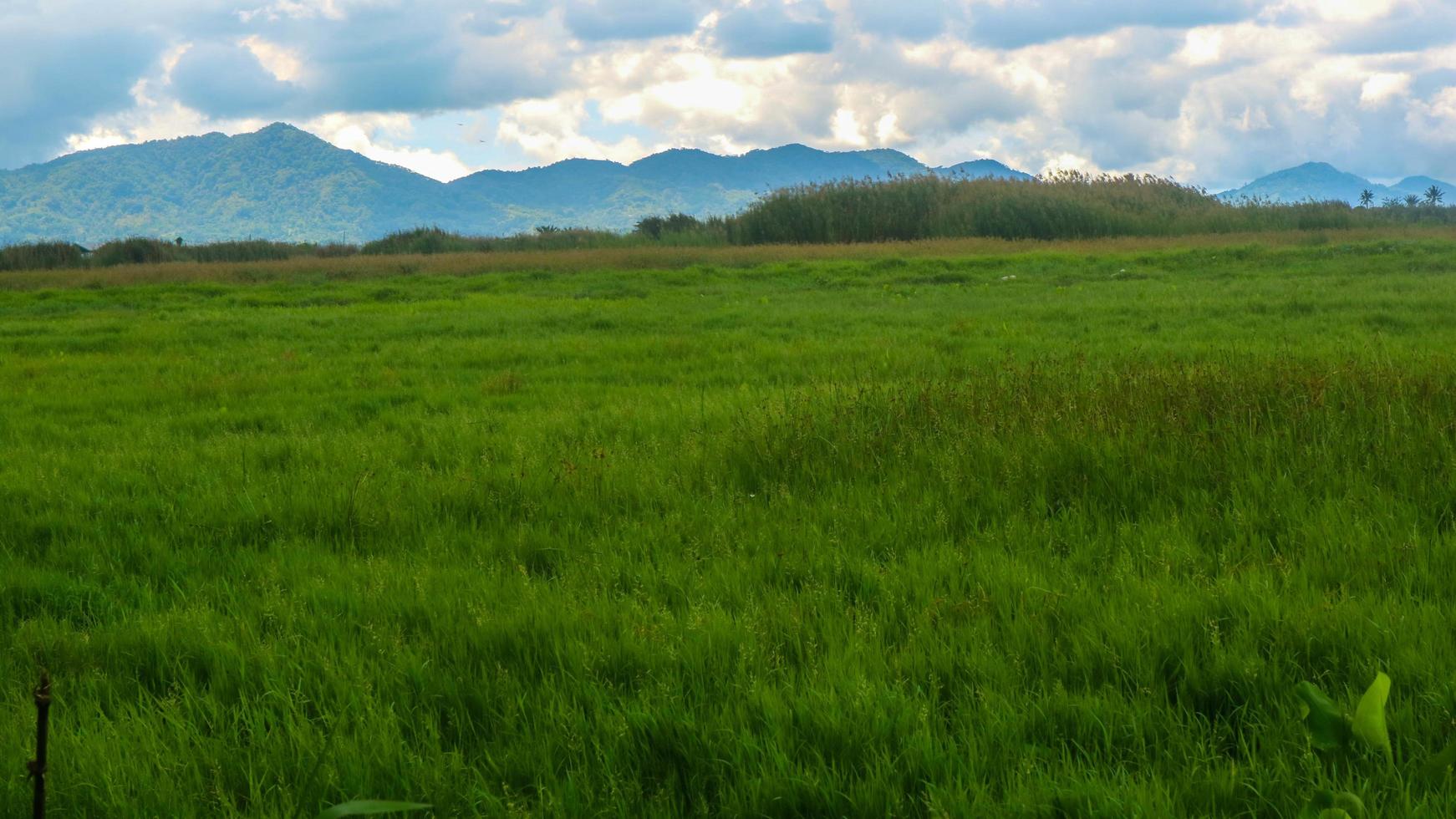 bellissimo riso campo con blu nuvoloso cielo foto