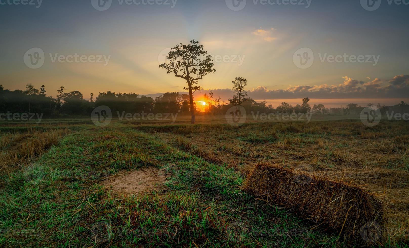 paesaggio di raccolto riso azienda agricola campo nel il mattina con bellissimo Alba e nebbia su verde erba. nuovo anni giorno. Alba di nuovo anno. bellissimo mattina luce del sole cielo. rurale scena nel Tailandia. foto