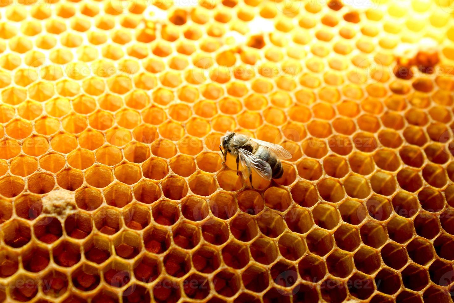 vicino su Visualizza di nuovo Nato ape dentro alveare su il telaio con tesoro, giovane ape guardare per cibo, ritorno vista, ucraino carpazi ape metamorfosi foto
