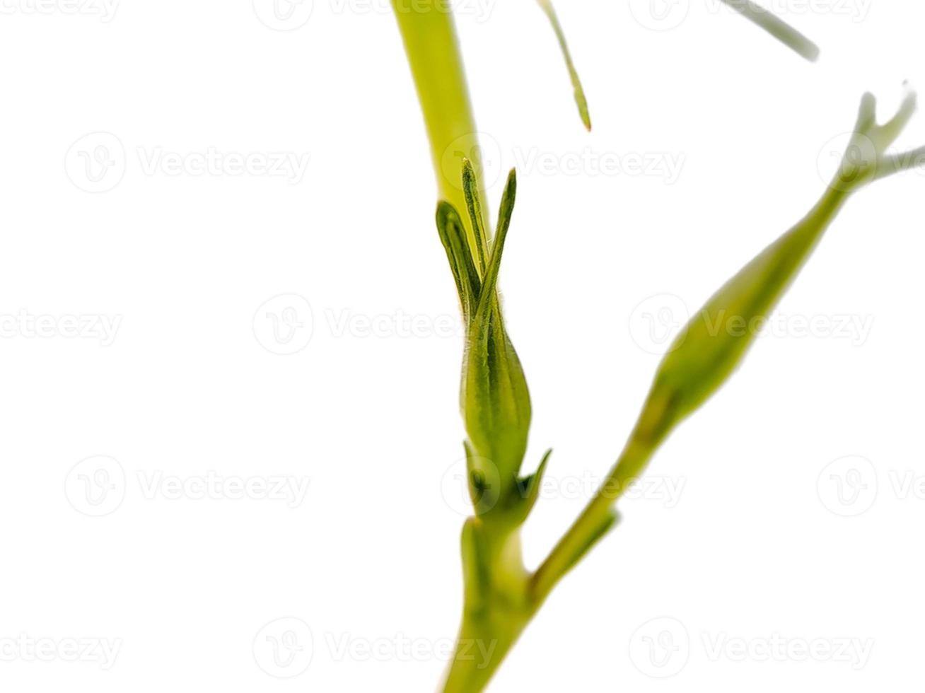 mangrovia semi siamo arbusti o alberi quello crescere nel costiero acqua salata salmastra acqua, isolato bianca foto