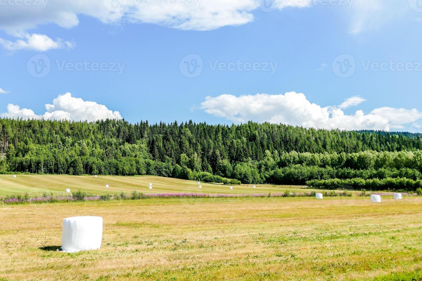 paesaggio nel Svezia, Europa foto