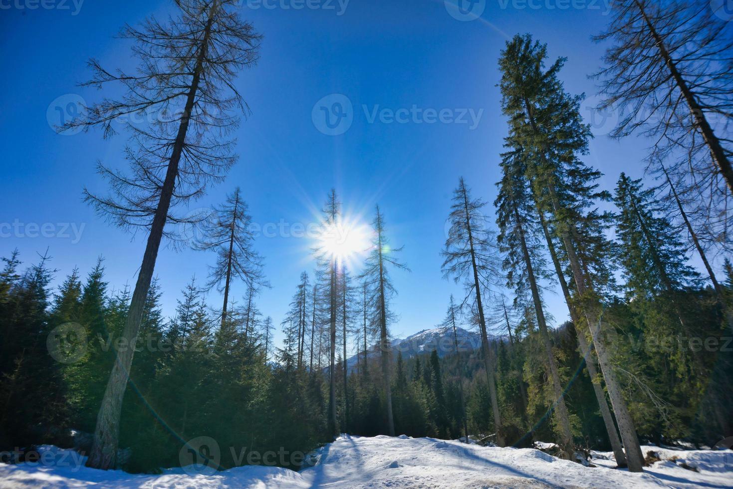 nevoso inverno paesaggio nel il dolomiti, Italia foto