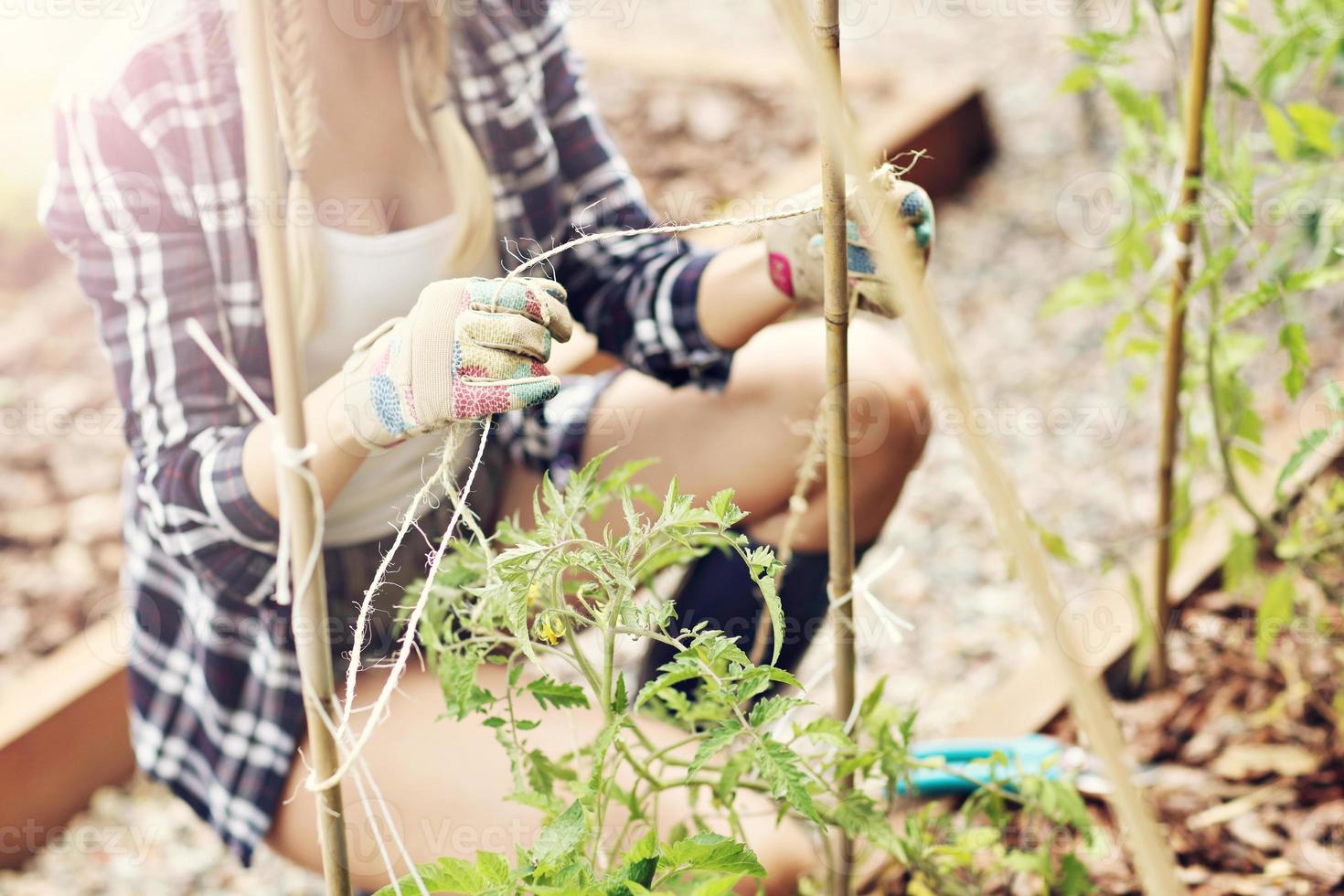 adulto donna raccolta pomodori a partire dal verdura giardino foto