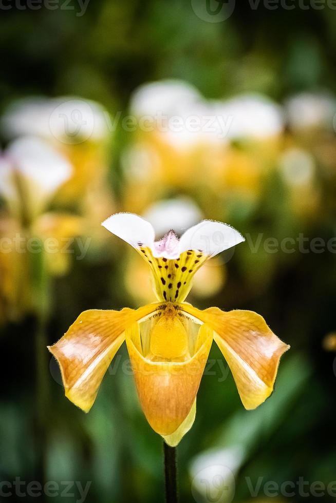 orchidea vicino su bellissimo orchidee nel il giardino foto