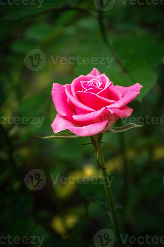 bellissimo fioritura fiore rosa fiore vicino su foto