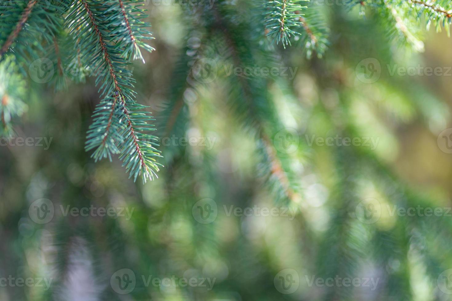 avvicinamento di verde pino rami su sfocato naturale sfondo. sempreverde foresta, alberi foto
