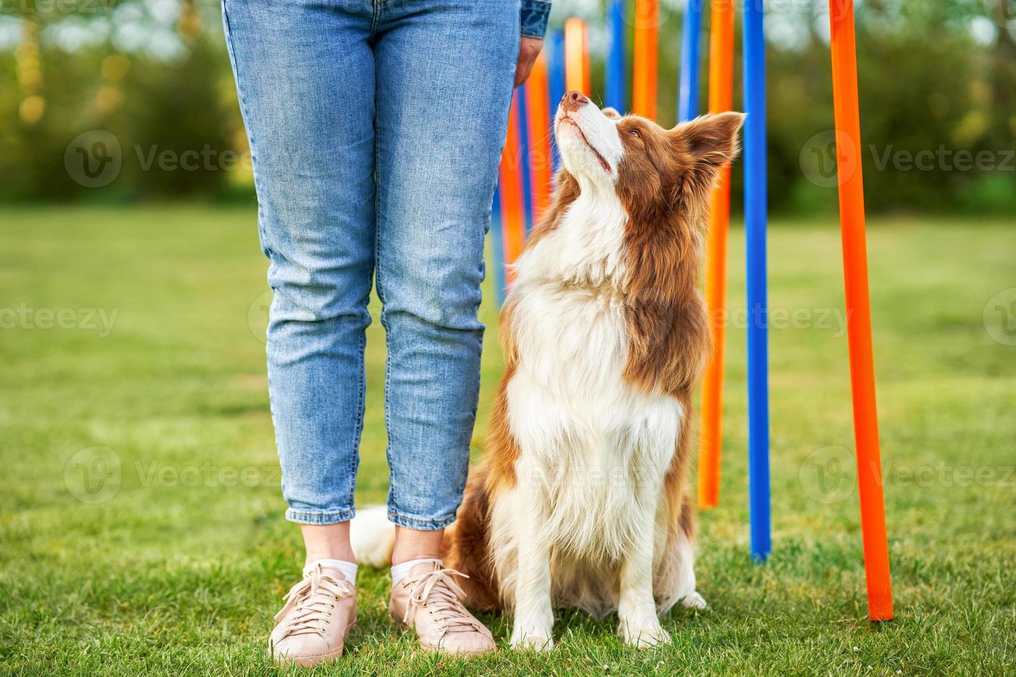 cioccolato bianca confine collie con donna proprietario foto