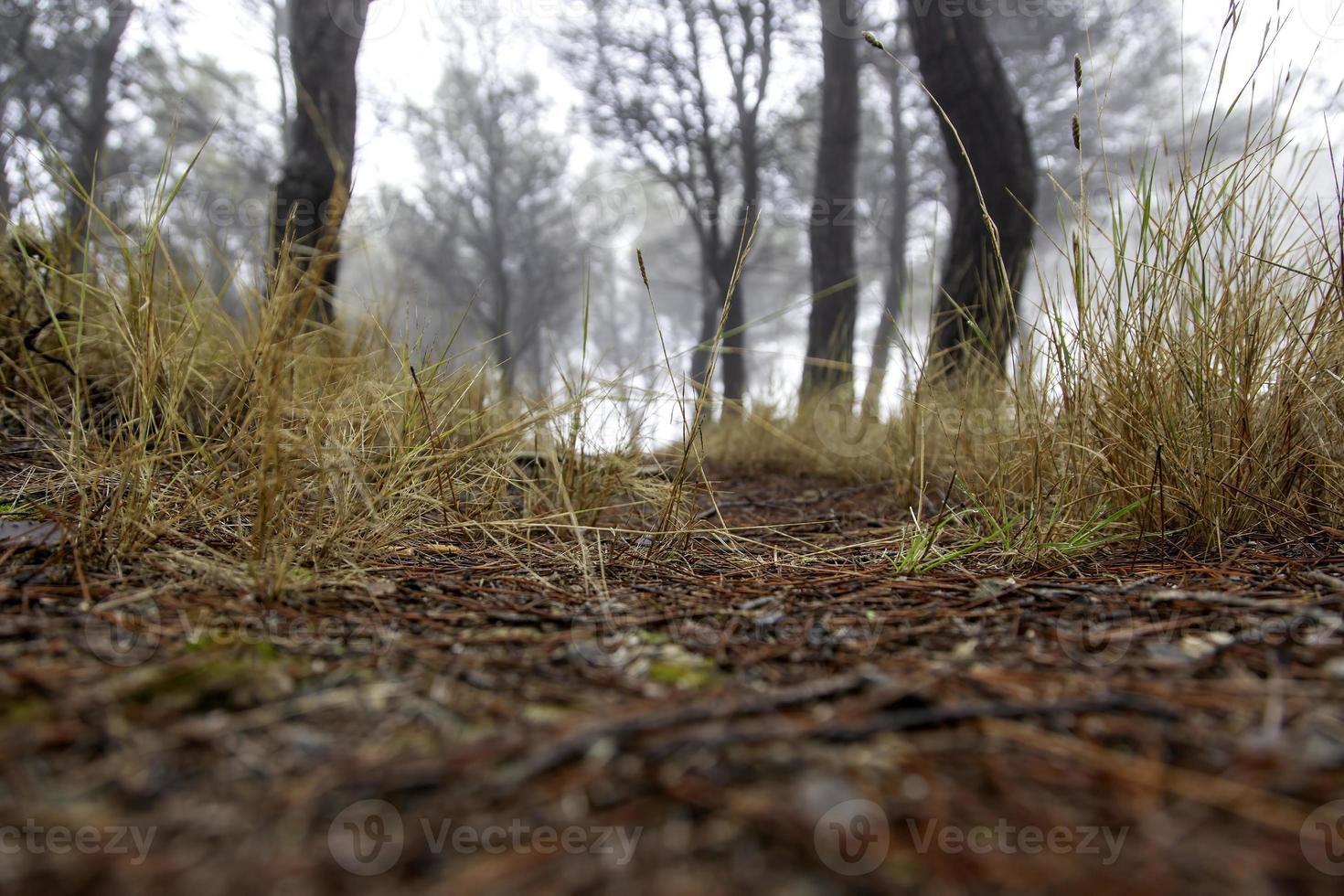 foresta verde con nebbia foto