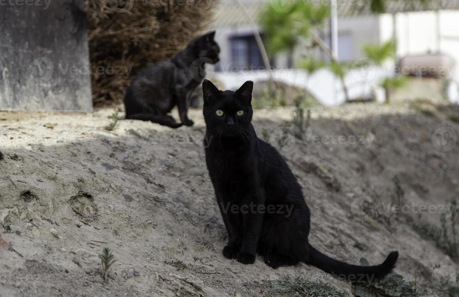 gatto abbandonato per strada foto