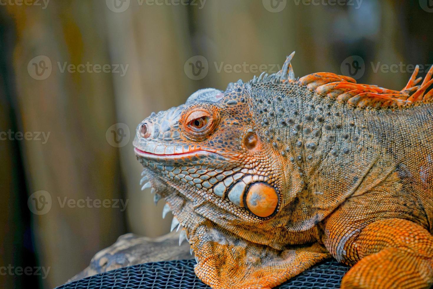 lato Visualizza di arancia iguana testa avvicinamento con sfocato sfondo. foto