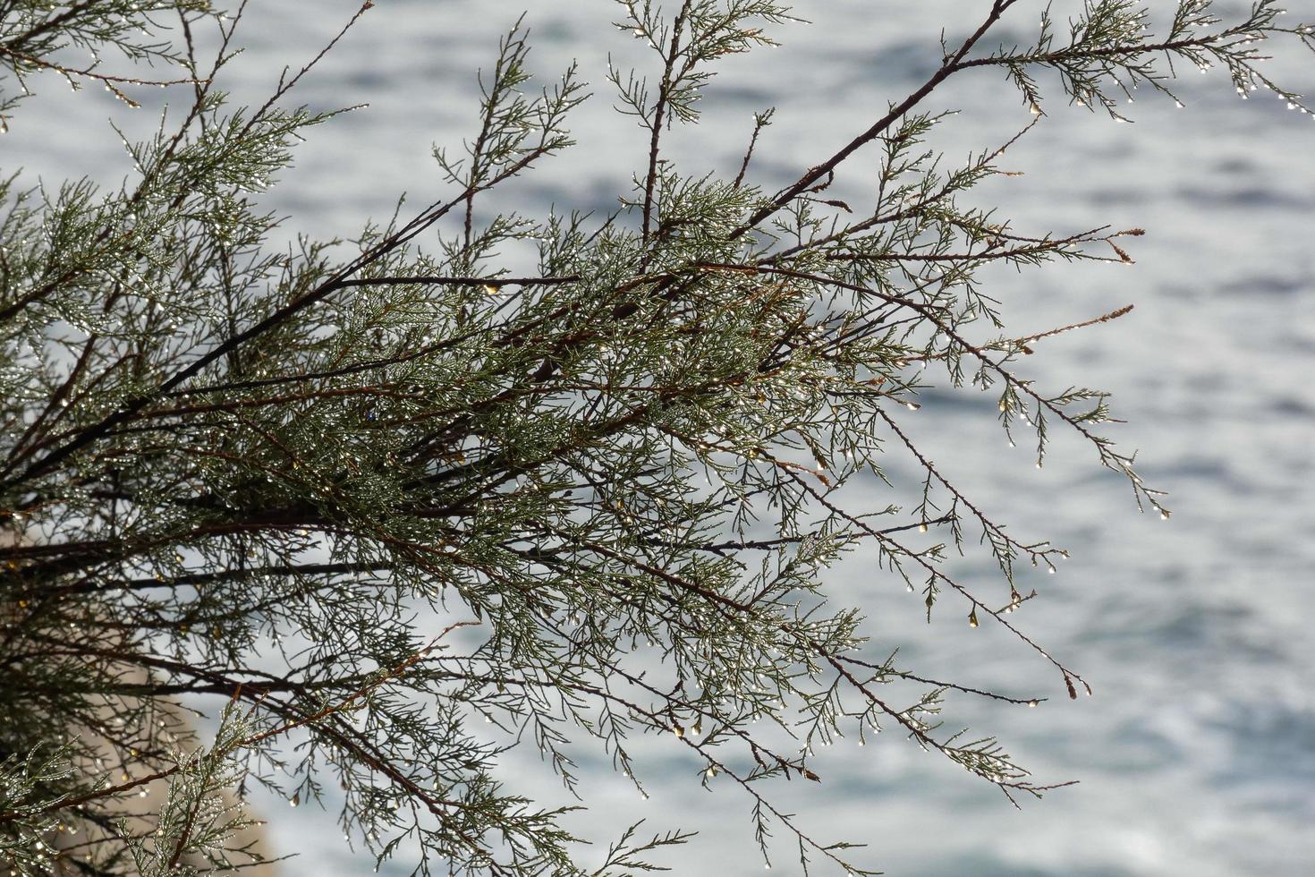 secco fiori e mediterraneo le foglie con marino sfondo foto