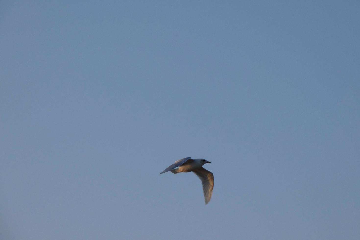 oiseaux solitari sur Le zibellino de la plage foto