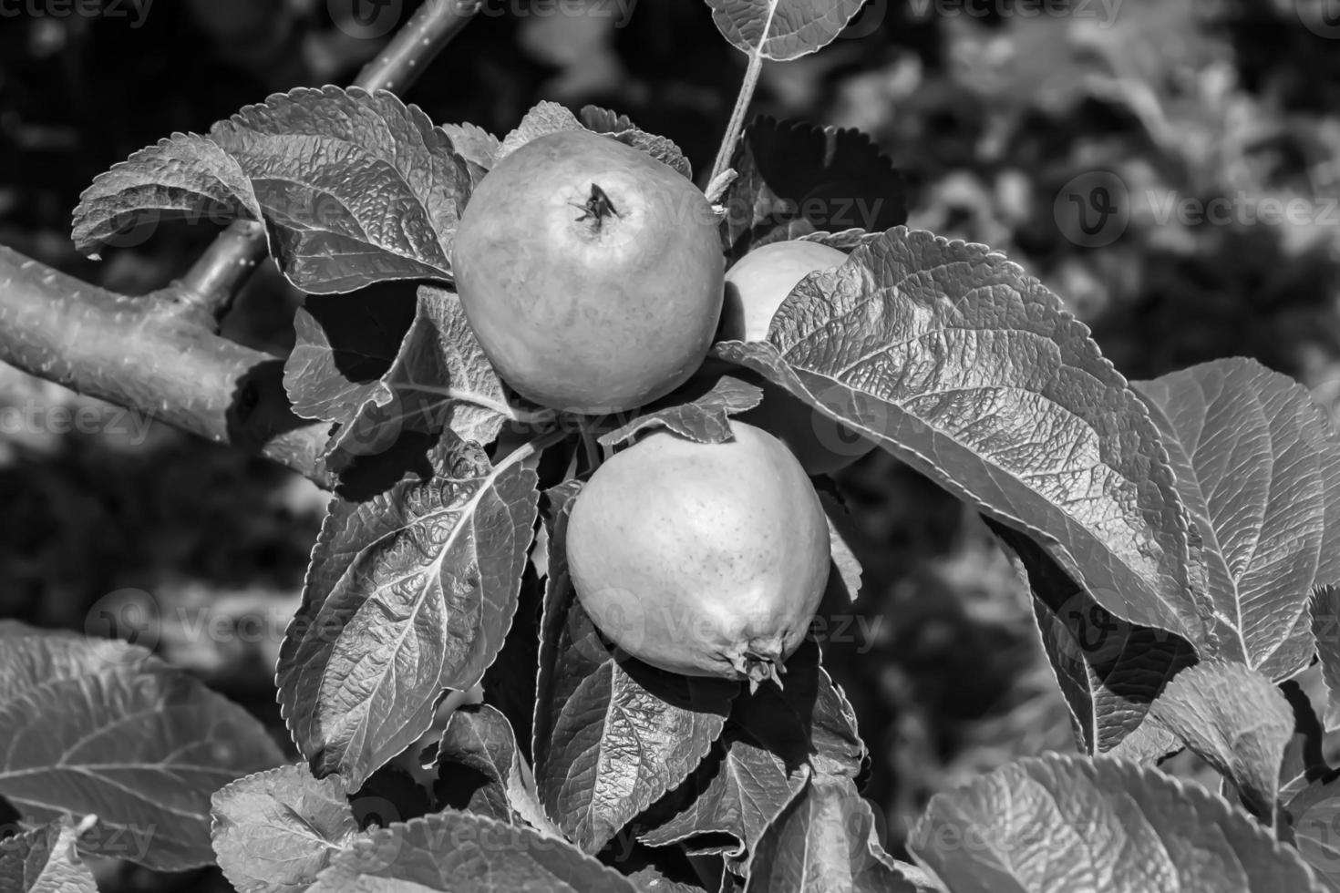 fotografia sul tema bellissimo albero di frutta ramo di melo foto