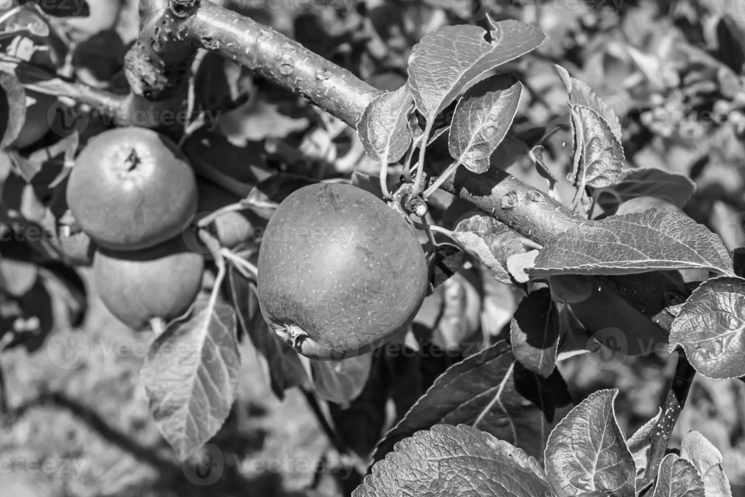 fotografia sul tema bellissimo albero di frutta ramo di melo foto