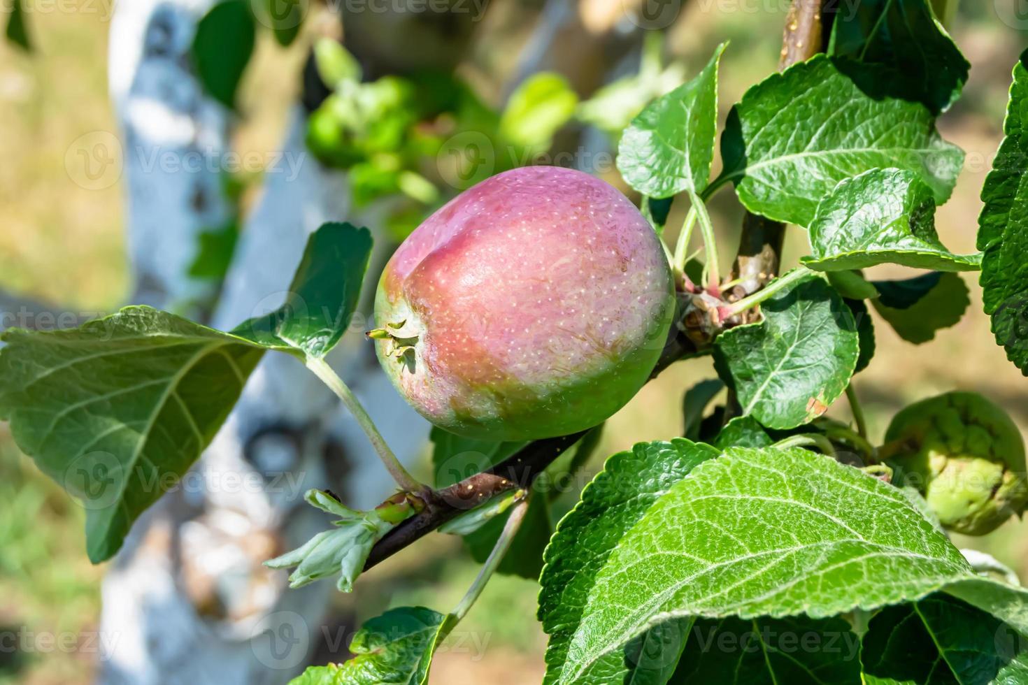 fotografia sul tema bellissimo albero di frutta ramo di melo foto