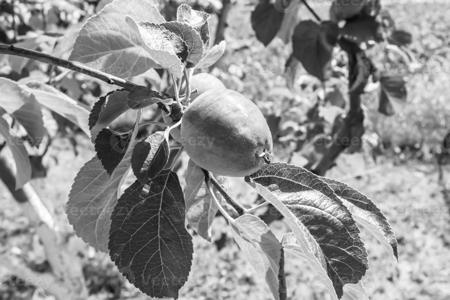 fotografia sul tema bellissimo albero di frutta ramo di melo foto