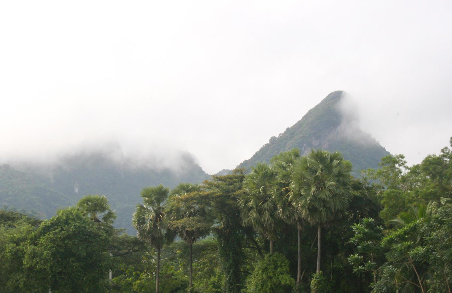 scenario e mattina nebbia nel meridionale Tailandia foto