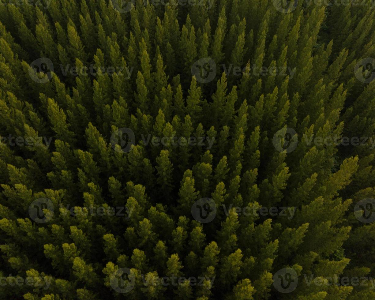 un aereo superiore Visualizza di verde alberi nel pino foresta con tramonto scena foto