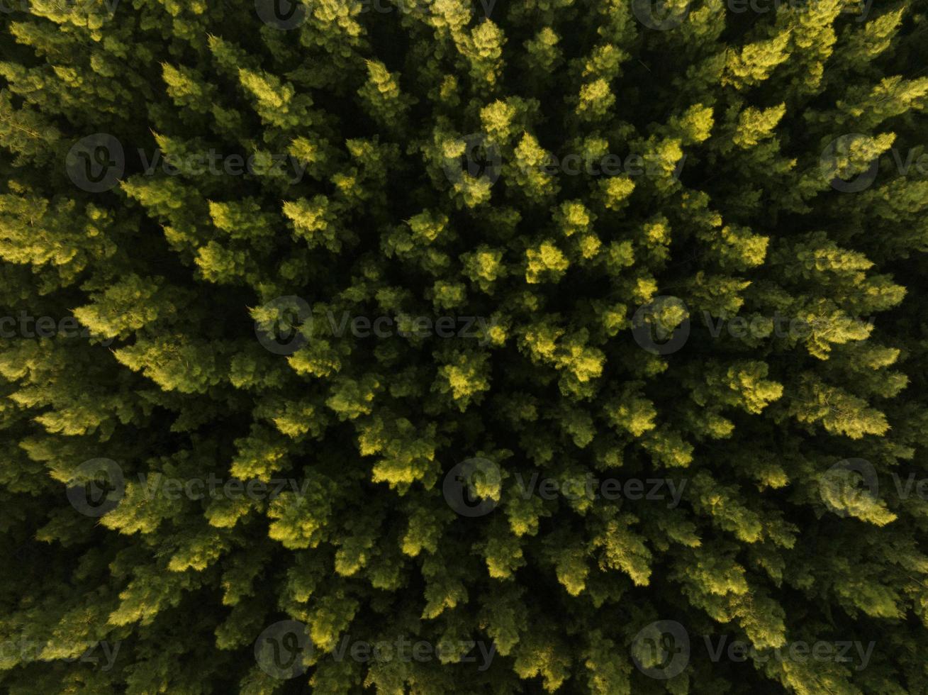 un aereo superiore Visualizza di verde alberi nel pino foresta con tramonto scena foto