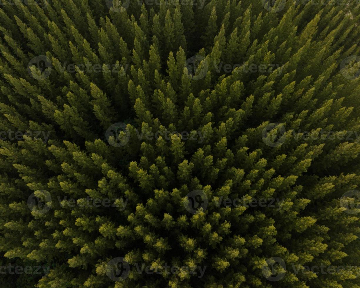 un aereo superiore Visualizza di verde alberi nel pino foresta con tramonto scena foto