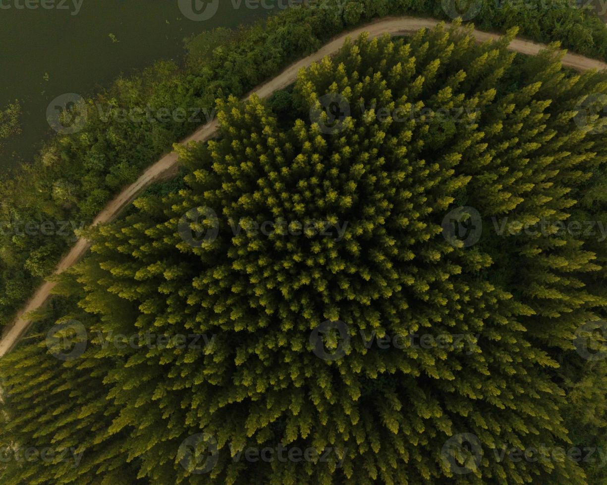 un aereo superiore Visualizza di il strada nel pino alberi foresta con tramonto scena foto
