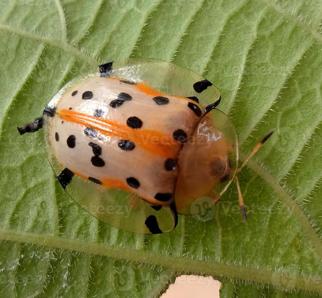 scarabeo tartaruga maculato foto