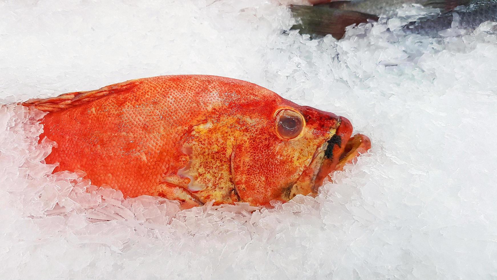 fresco cernia congelare su ghiaccio per vendita a pesce mercato o supermercato con copia spazio su Giusto. crudo cibo e animale su sottomarino. foto